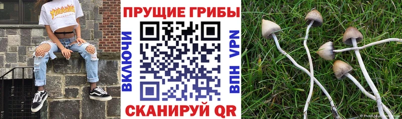 Псилоцибиновые грибы прущие грибы  Шадринск 